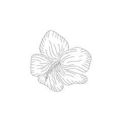 Ink, pencil, the flower isolated. Line art transparent background. Hand drawn nature painting. Freehand sketching illustration