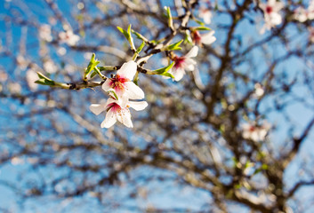 Blooming almond tree with a beautiful white flower