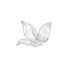 Ink, pencil, the flower isolated. Line art transparent background. Hand drawn nature painting. Freehand sketching illustration