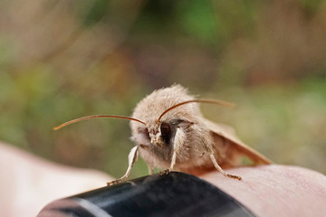 Insekt - braune Motte