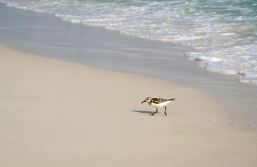 Sandpiper walking away from the ocean