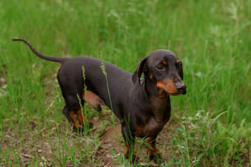 Small dog breed dachshund
