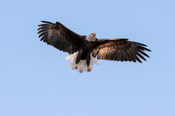 Bald eagle landing in the shadows
