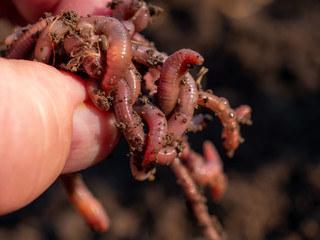 Earthworms in black soil of greenhouse. Macro Brandling, panfish, trout, tiger, red wiggler,...