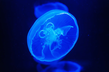 Naklejka na ściany i meble Translucent jellyfish or medusa in dark blue water, close up.