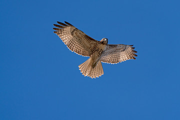 Hawk in flight overhead