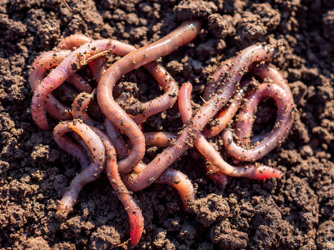 Earthworms in black soil of greenhouse. Macro Brandling, panfish, trout, tiger, red wiggler, Eisenia fetida..Garden compost and worms recycling plant waste into rich soil improver and fertilizer