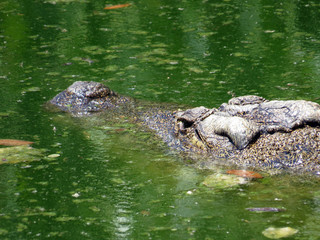 Crocodile head