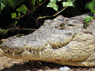 Crocodile