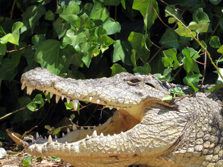 Crocodile with open mouth