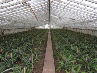 Greenhouse pineapple plantation