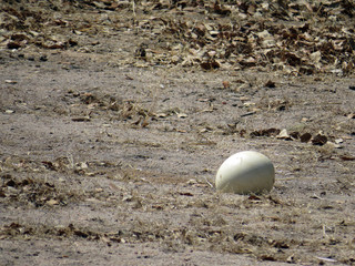 Ostrich egg