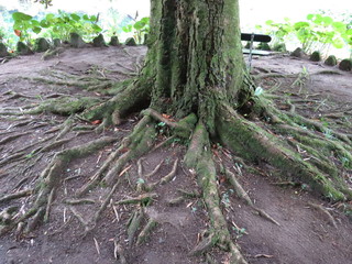 Tree roots 