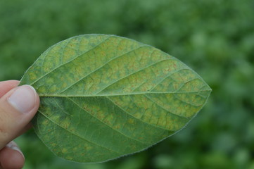 Isolated soybean leaf showing disease symptom caused by fungal infection