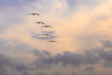 Birds flying over