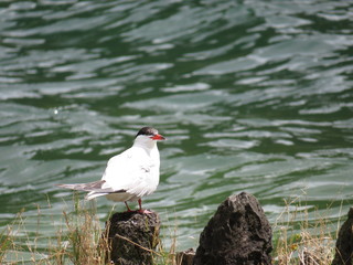 Common tern