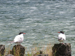 Common tern