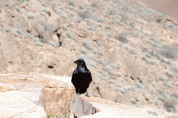 Black bird in canyon