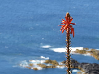 Aloe vera flower