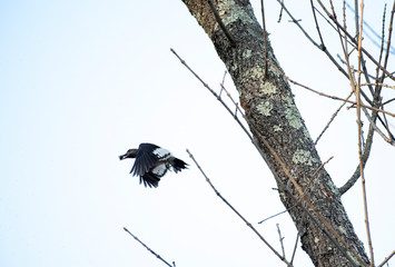 Red Headed Woodpecker