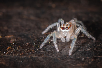 Aranha saltadora branca