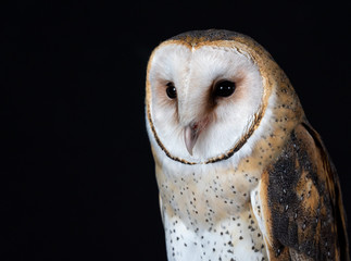 A beautiful portrait of an American Barn Owl, Tyto alba or Tyto furcata isolated on black background.