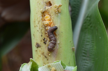 Dark caterpillar feeding on a forming ear of corn