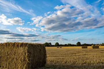 Large bales of Hay just harvested in High Wych, Hertfordshire await collection and storage for later use.  The Stubble stands high.