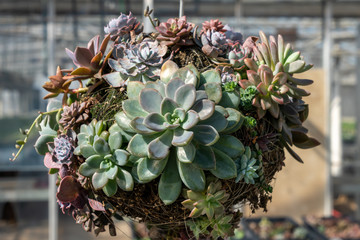 A decorative ball or round planter covered with succulents growing in the sunshine. A garden...