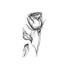 Rose sketch. Black outline on white background. Vector illustration
