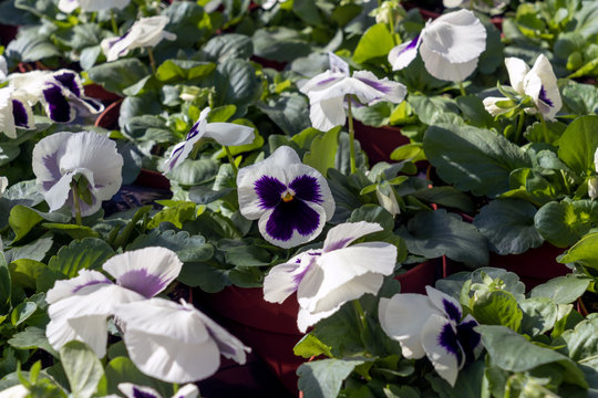 A Pretty, White Pansy With A Purple Blue Blotch Or Face Growing In Pots At A Greenhouse. Pansies Are Sold As Spring Annuals And Bedding Plants In The Midwest. Concepts Of Business, Retail, Spring