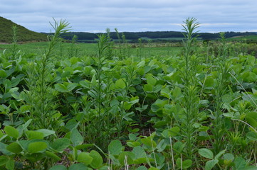 Lavoura de soja altamente infestada com plantas daninhas