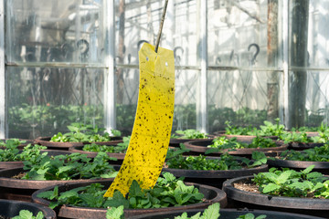 A bright yellow glue trap hangs above pots of young flowers, in a commercial greenhouse. The sticky...