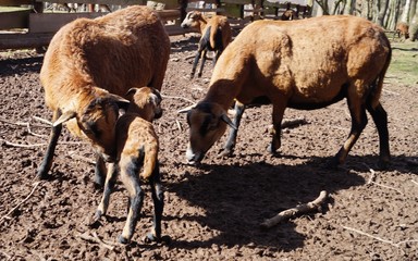 Familie