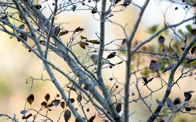 Ruby Crowned Kinglet