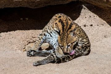 Ocelot Curled on a Rocky Ledge while Grooming