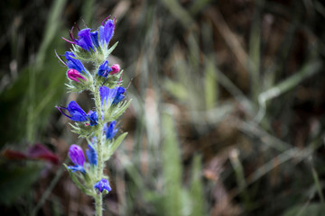 purple flowers in the forest