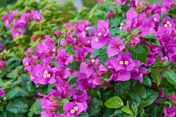 Bushes with purple flowers