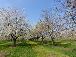 Blühende Kirschbäume in zwei Reihen