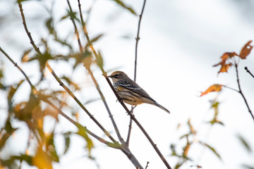 Yellow Rumped Warbler