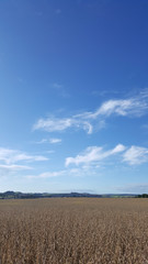 Composição vertical de paisagem paranaense com plantação de soja madura, céu azul e nuvens ao fundo.