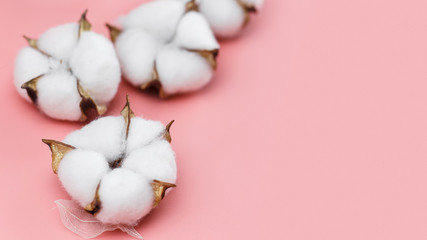 Flowers of cotton plant close up on the pink background.