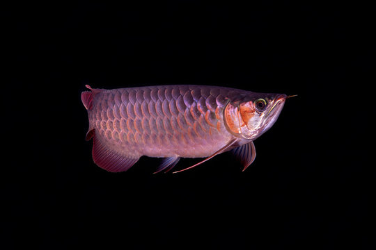 Red Arowana Images Browse 495 Stock Photos Vectors And Video Adobe Stock