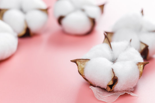 Flowers Of Cotton Plant Close Up On The Pink Background.