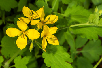 Bright yellow, cheerful Celandine Poppy flowers, Stylophorum diphyllum, close up. Sunny spring wildflowers are native to the Eastern US and Southern Ontario, CA