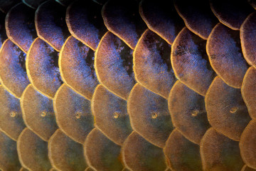 アロワナのウロコのアップ