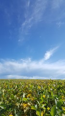 Fototapeta na wymiar Composição vertical de paisagem paranaense com plantação de soja, céu azul e nuvens ao fundo
