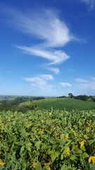 Fototapeta na wymiar Composição vertical de paisagem paranaense com plantação de soja, céu azul e nuvens ao fundo