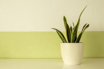 potted plant on a white board, white and green wall as background