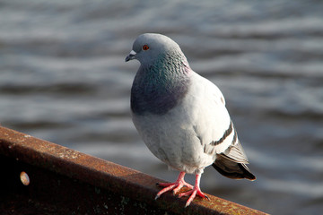 Pigeon, City pigeon, Wild pigeon, Vegesack, HS Bremen, Germany, Europe